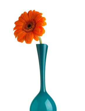 Gerbera.
