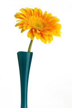 Gerbera.