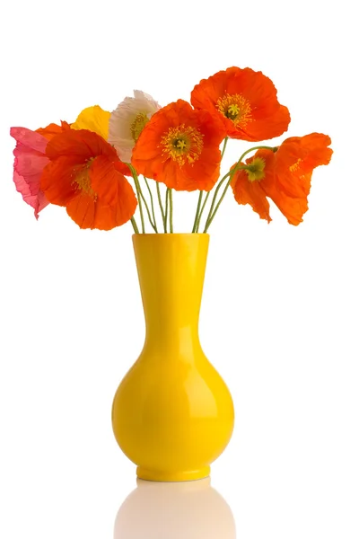 Poppy. — Stock Photo, Image