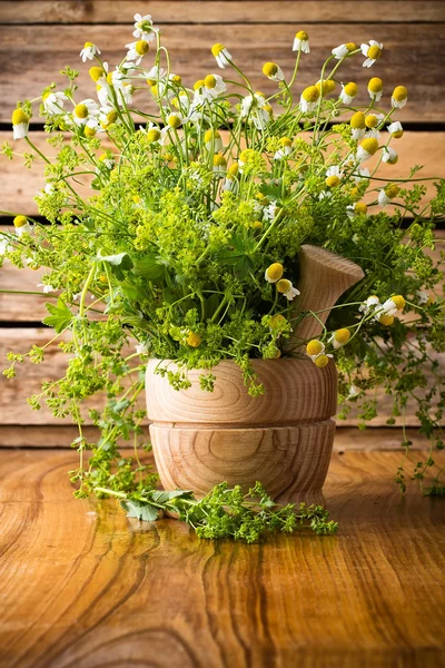 Chamomile. Stock Photo