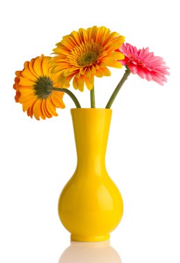 Gerbera.