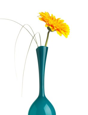 Gerbera.