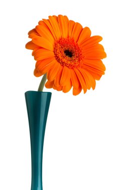 Gerbera.