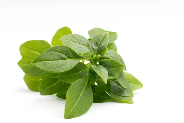 Basil. — Stock Photo, Image