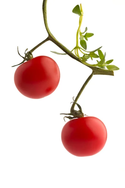 Cherry. — Stock Photo, Image
