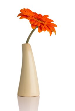 Gerbera.