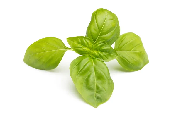 Basil. — Stock Photo, Image