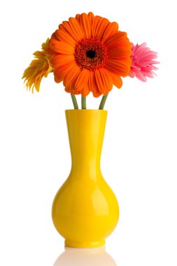 Gerbera.
