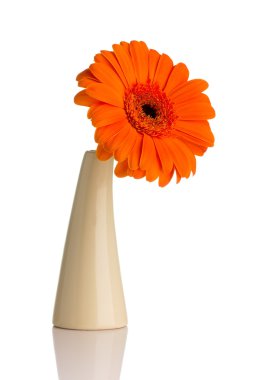Gerbera.