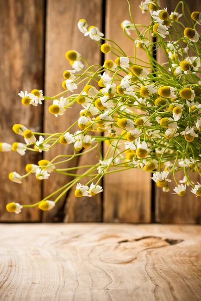 Chamomile. — Stock Photo, Image