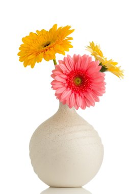 Gerbera.