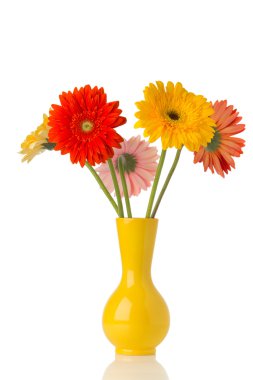 Gerbera.