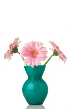 Gerbera.