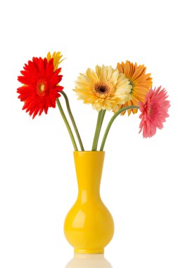 Gerbera.