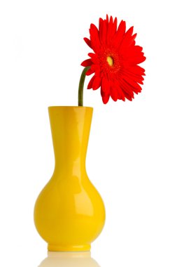 Gerbera.
