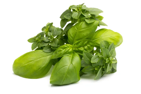 Basil. — Stock Photo, Image