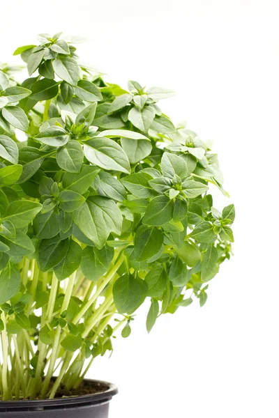 Basil. — Stock Photo, Image