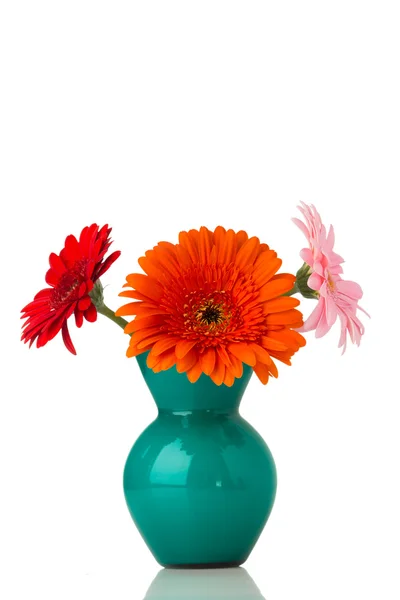 Gerbera. — Stockfoto