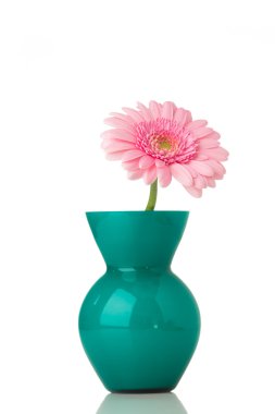 Gerbera.