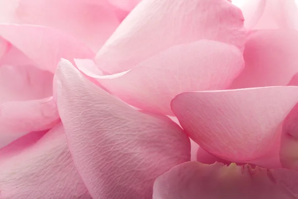 Petali rosa . — Foto Stock