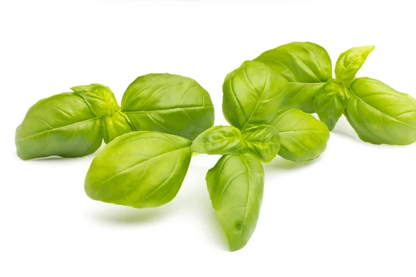 Basil. — Stock Photo, Image