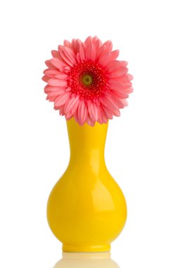 Gerbera.