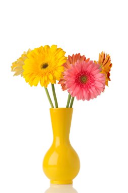 Gerbera.