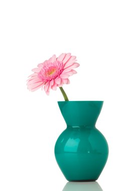 Gerbera.