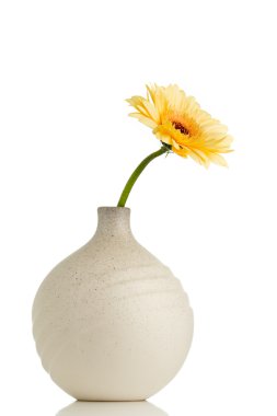 Gerbera.