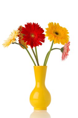 Gerbera.