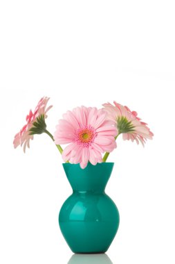 Gerbera.