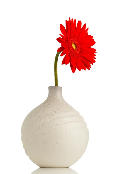 Gerbera. — Stockfoto