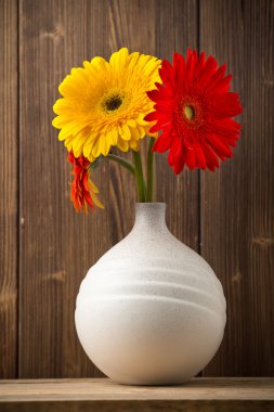 Gerbera.