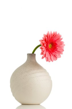 Gerbera.