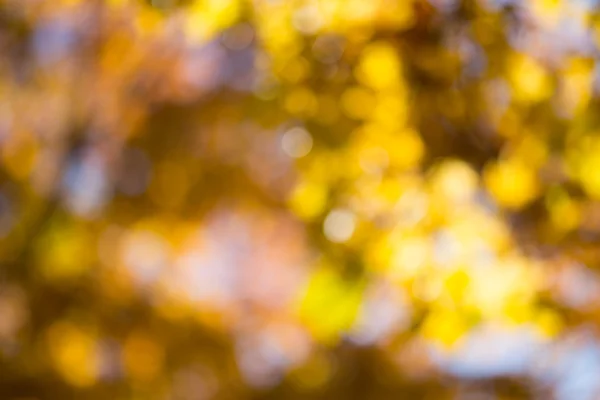 Осенний боке . — стоковое фото