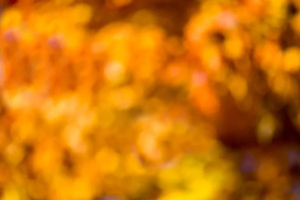 Bokeh d'automne . — Photo