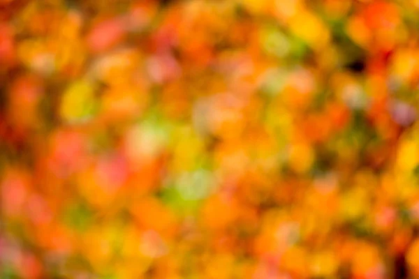 Autumn bokeh. — Stock Photo, Image