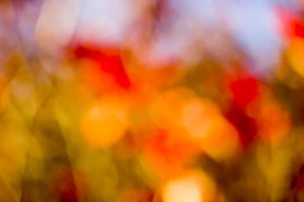 Autumn bokeh. — Stock Photo, Image