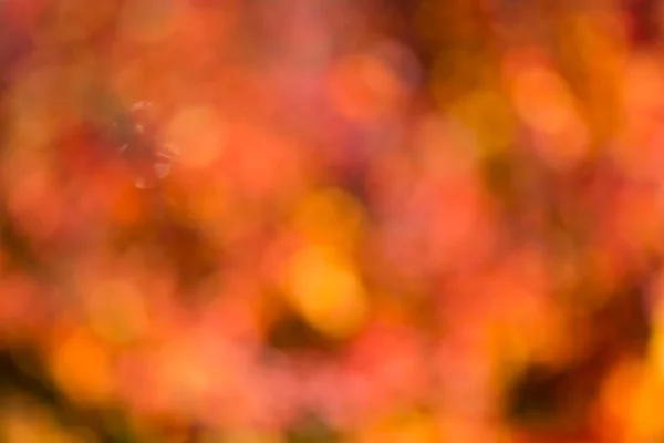 Bokeh autunnale . — Foto Stock