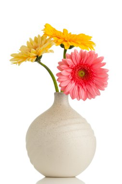 Gerbera.