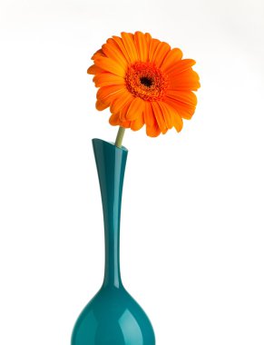Gerbera.