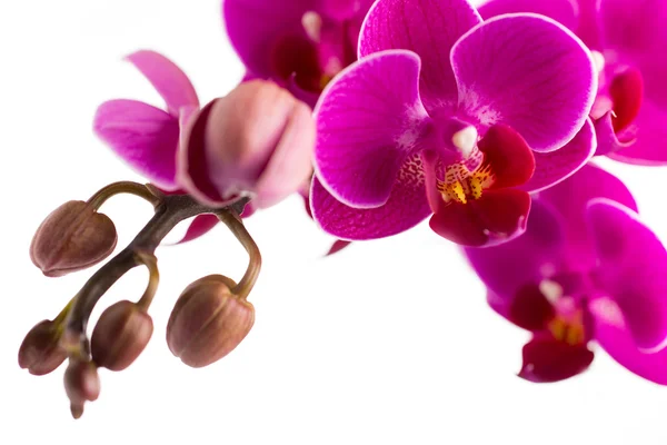 Орхидея . — стоковое фото