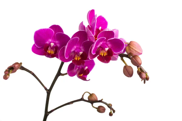 Orchidee. — Stockfoto