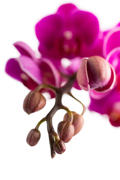 Orquídea. — Fotografia de Stock