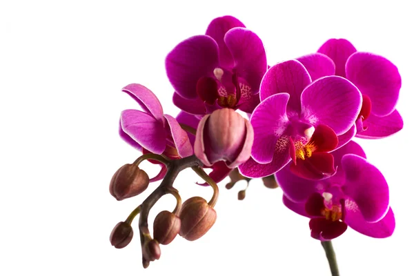 Orquídea. — Fotografia de Stock