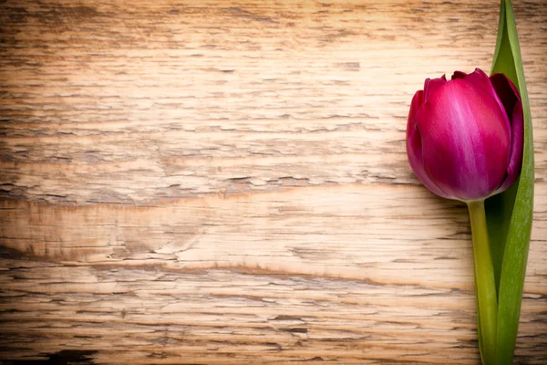 Tulip. — Stock Photo, Image