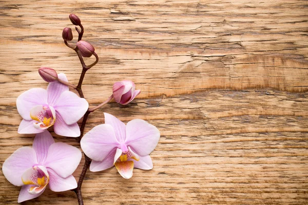 Orchidea. — Foto Stock