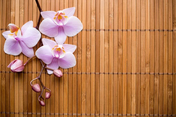 Orchid. — Stock Photo, Image