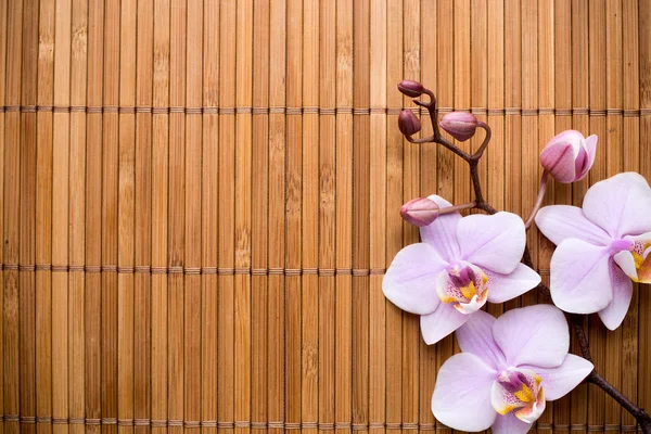 Orchid. — Stock Photo, Image