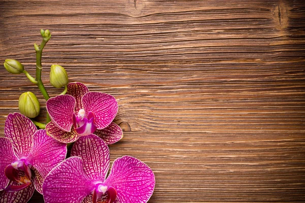 Orchid. — Stock Photo, Image